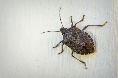 Seasonal Stinkbug Activity And When Control Is Most Effective