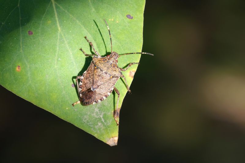 Why Stinkbugs Invade Homes And Buildings