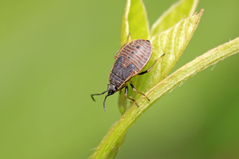 Why Stinkbugs Invade Homes And Buildings